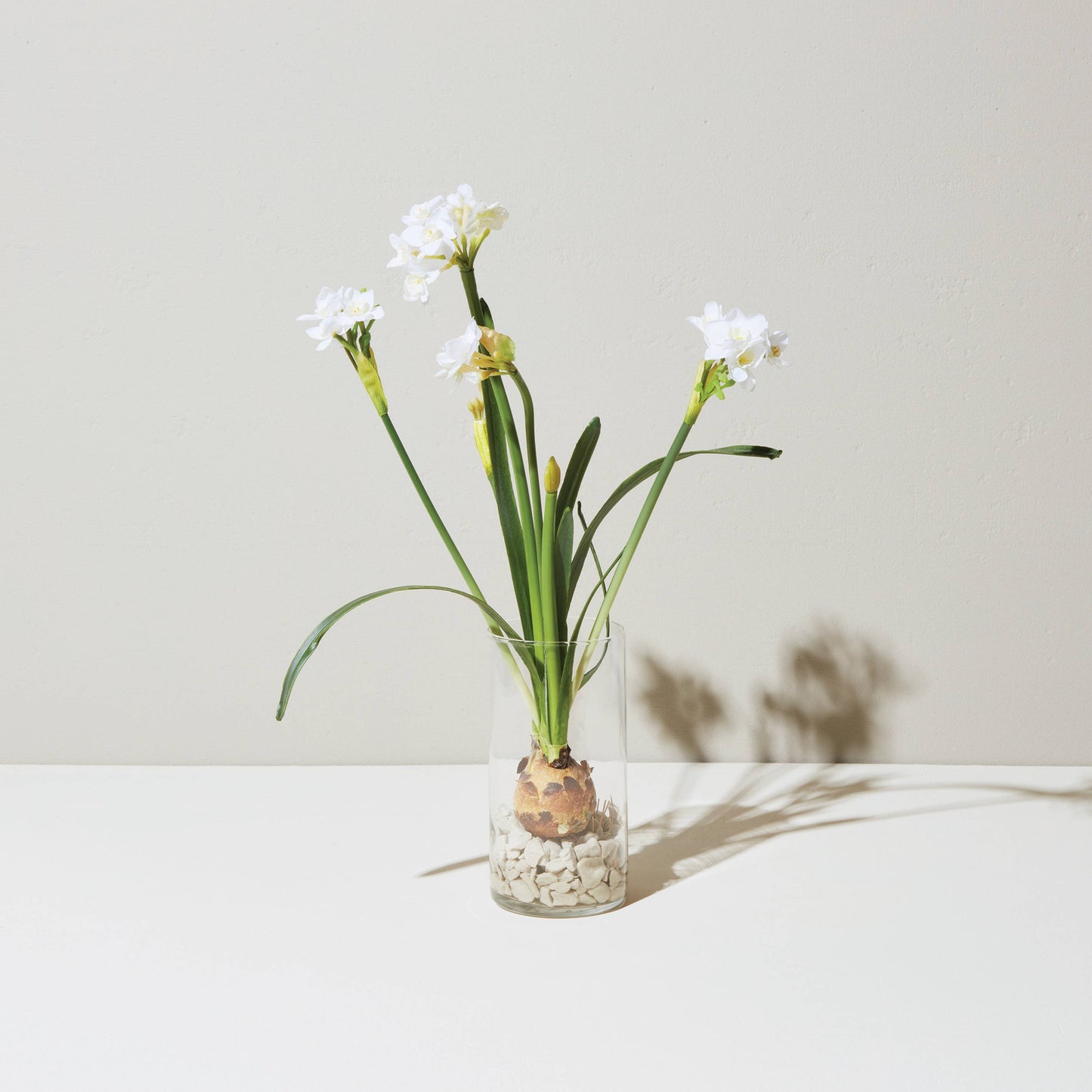 Winter Bulb Kit - Paperwhites