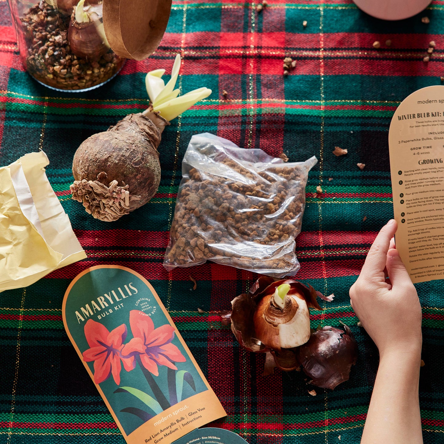 Winter Bulb Kit: Amaryllis