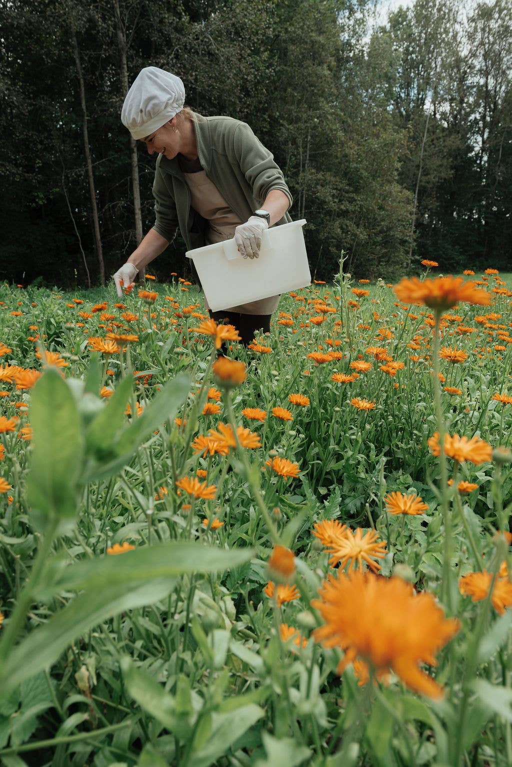 Meadow Morning Tea Blend