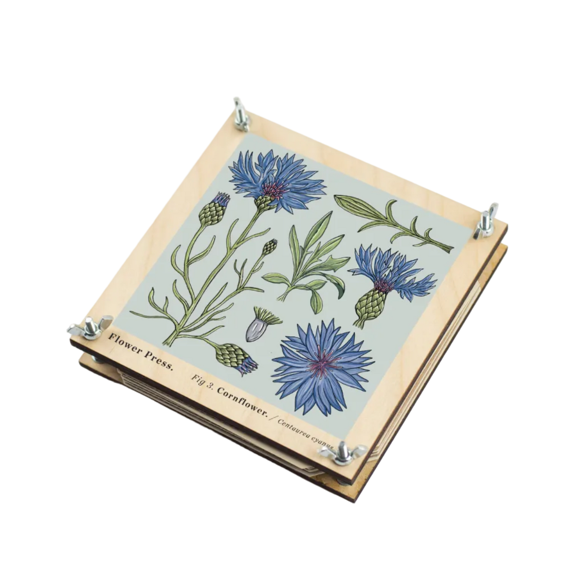 Flower Press - Cornflower