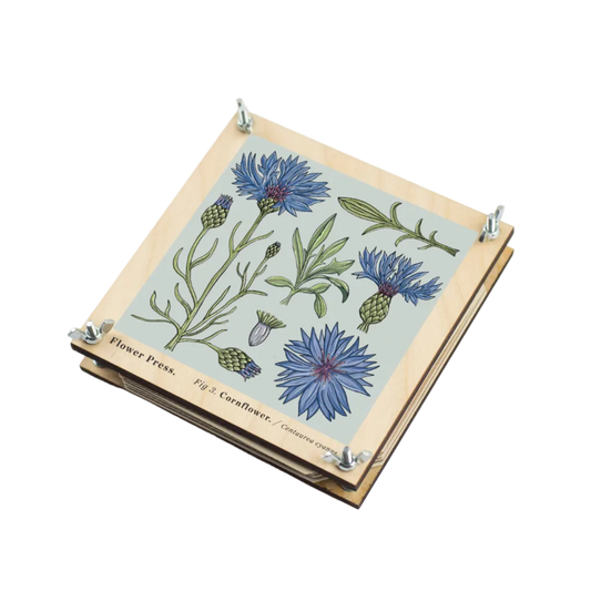Flower Press - Cornflower