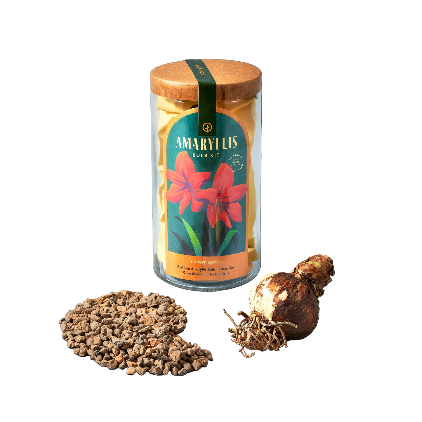 Winter Bulb Kit: Amaryllis