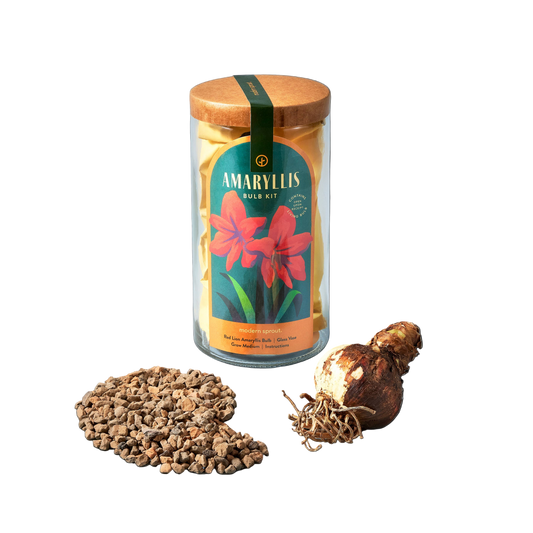 Winter Bulb Kit: Amaryllis