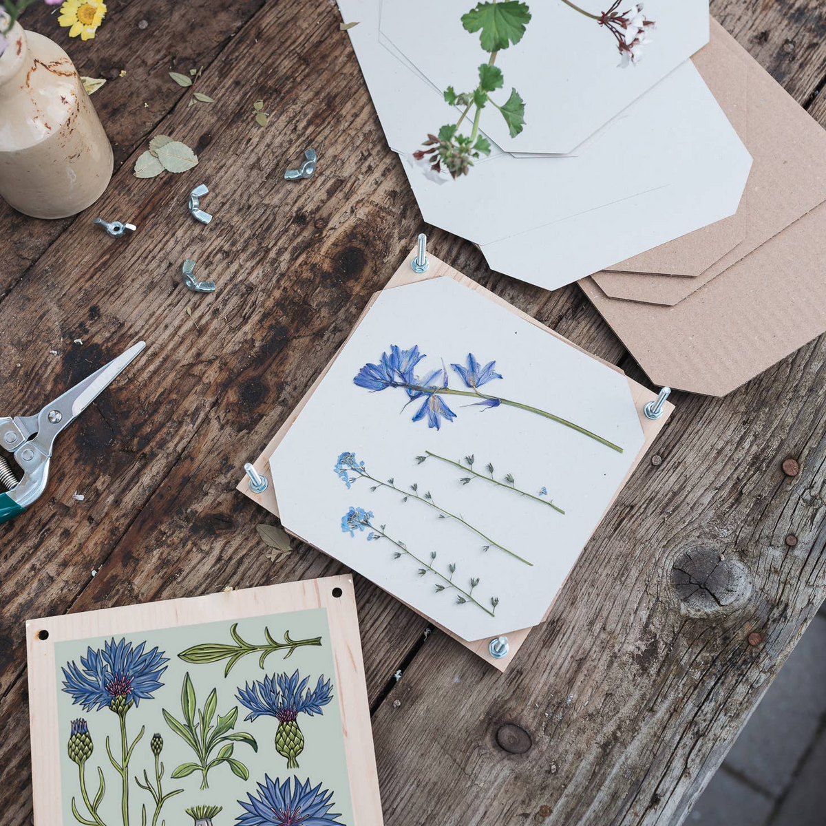 Flower Press - Cornflower