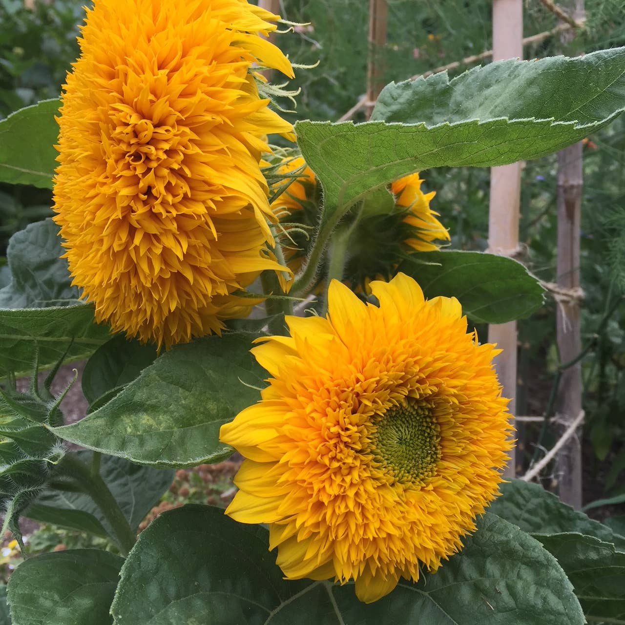 Goldy Double Sunflower