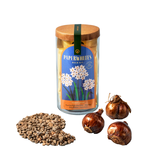 Winter Bulb Kit - Paperwhites