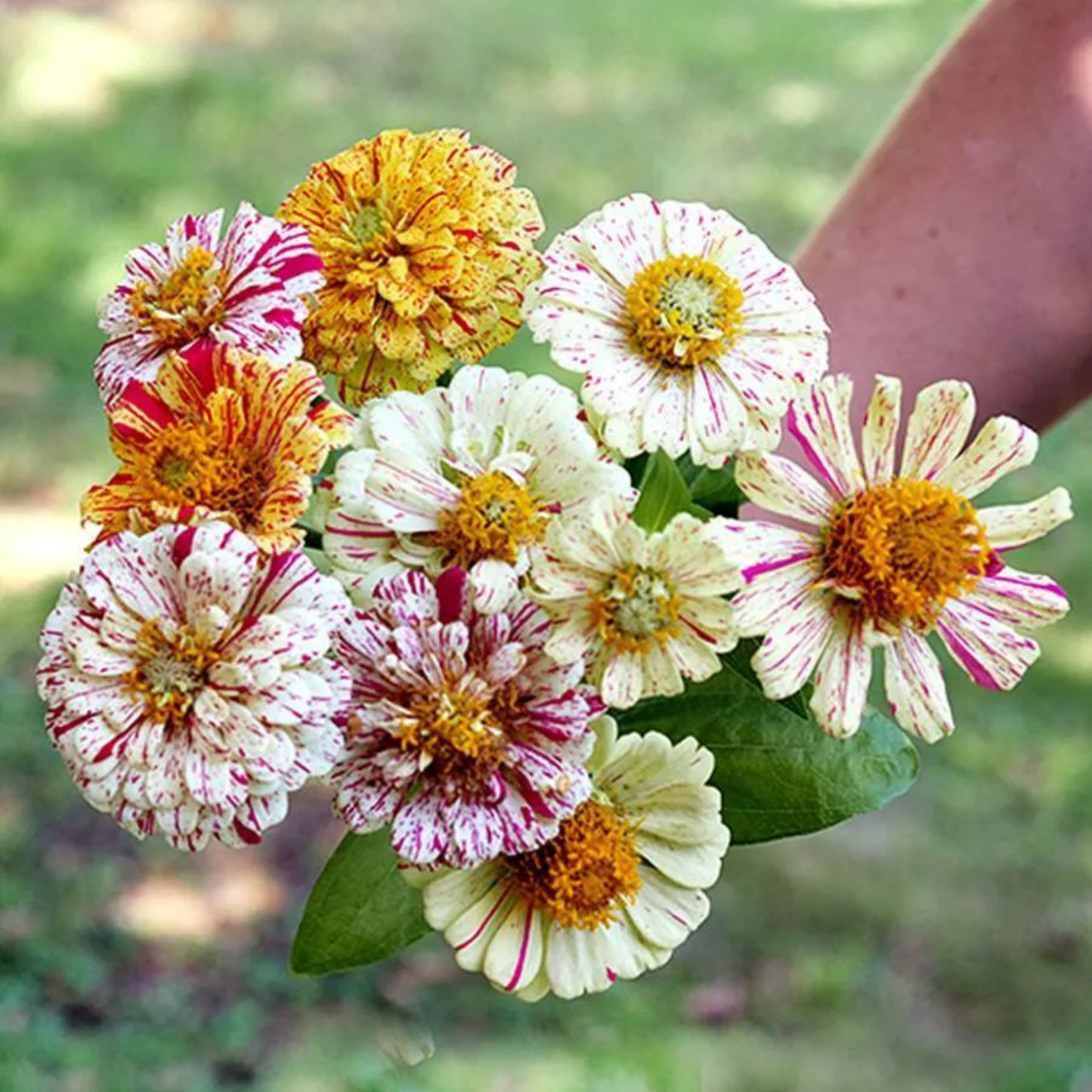 Old Flowers Meadow Seed Collection